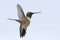 Black-chinned Hummingbird