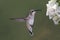 Black-chinned Hummingbird