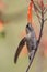 Black-chinned Hummingbird