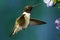 Black-Chinned Hummingbird