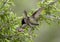 Black-chinned hummingbird feeding in the La Lomita Bird and Wildlife Photography Ranch in Uvalde, Texas.