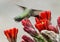 Black-chinned hummingbird feeding in the Transitions Wildlife Photography Ranch near Uvalde, Texas.