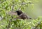 Black-chinned hummingbird in the La Lomita Bird and Wildlife Photography Ranch in Uvalde, Texas.
