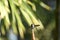 Black chinned hummingbird male, Archilochus alexandri, 20.