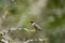 Black-chinned Hummingbird perched