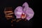 Black chocolate with a filling and an orchid flower on a black background