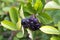 Black Chokeberries (Aronia)