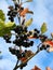 Black chokeberry (Aronia melanocarpa)