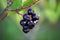 Black chokeberry, Aronia melanocarpa