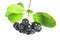 Black chokeberry (Aronia melanocarpa)