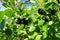 Black chokeberry(aronia melanocarpa) bush with ripe berries