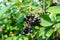 Black chokeberry(aronia melanocarpa) bush with ripe berries