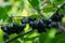 Black Chokeberry Aronia melanocarpa with dark purple black fruit. Close-up of Black Chokeberry berries with fresh leaves
