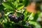 Black Chokeberry Aronia melanocarpa with dark purple black fruit. Close-up of Black Chokeberry berries with fresh leaves on blur