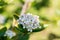 Black chokeberry or aronia melanocarpa flower. Closeup