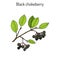 Black chokeberry Aronia melanocarpa , medicinal plant