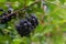 Black Chokeberry Aronia melanocarpa in orchard.