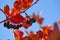 Black chokeberry Aronia melanocarpa. Red leaves against the blue sky. Autumn sunny day.