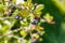 Black chokeberry berries  Aronia melanocarpa  on a bush. Shrub with bunches of ripe chokeberry in the garden. Autumn harvest