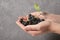 Black Chokeberry Berries Aronia Melanocarpa in Hands