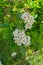 Black chokeberry blooming garden spring background with soft selective focus