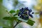 Black chokeberry branch with leaves, fresh fruit on a tree, plant close up