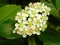 Black chokeberry flowers on a bush branch in a garden