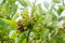 Black chokeberry ripening on branch. Aronia melanocarpa