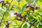 Black chokeberry ripening on branch. Aronia melanocarpa, closeup