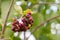 Black chokeberry ripening on tree branch. Aronia melanocarpa