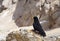 Black chough on the rock