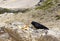 Black chough on the rock