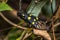 Black cicada Gaeana maculata