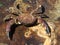 Black-Clawed Crab - Lophopanopeus bellus