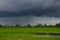 Black clouds and rains over green rice field