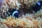 A black clown fish with white band hides among sea anemone