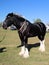 Black Clydesdale Heavy Horse with White Feet