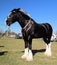 Black Clydesdale Heavy Horse with White Feet