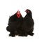 Black cochin rooster and hen