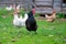 Black cock and free-range chickens in the yard of a private farm