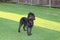 Black cockapoo dog in garden