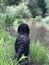 Black Cockapoo Playing in the Mud