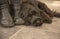 Black Cockapoo puppy resting by owners feet