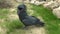 Black cockatoo