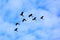 Black cockatoos in formation in cloudy blue sky