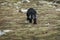 Black cocker dog walking down mountain