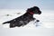 Black cocker spaniel puppy runs in the snow