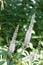 Black Cohosh  704087