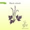 Black cohosh Actaea racemosa or bugbane, medicinal plant. Hand drawn botanical vector illustration