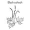 Black cohosh Actaea racemosa , medicinal plant